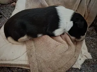 Border collie han og blå Merle han