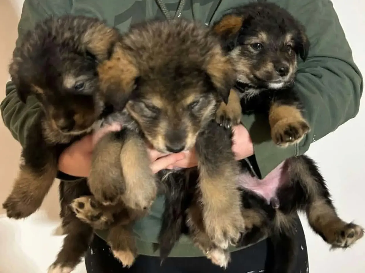 Billede 4 - Flotteste berner sennen blandings hvalpe🐶