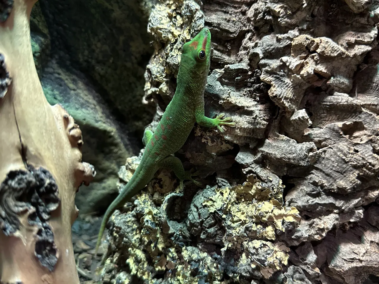 Billede 1 - daggekko