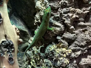 daggekko