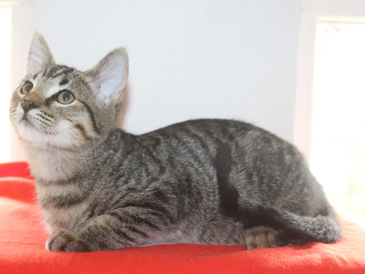 Billede 7 - 🌿 Nysgerrig Maine Coon dreng 🌿