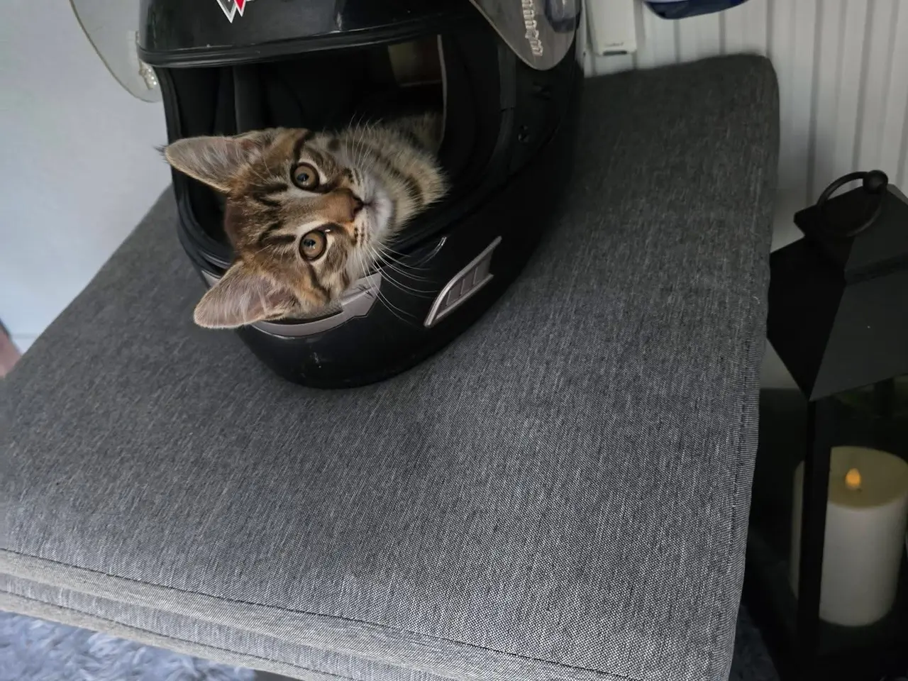 Billede 6 - Main coon blanding til salg