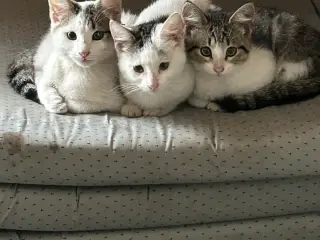 Kattekillinger