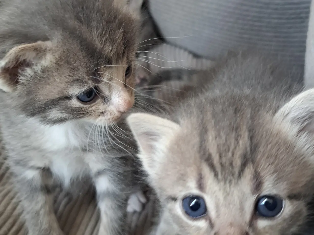 Billede 6 - 🐱 Søde killinger søger kærlige hjem 🐱