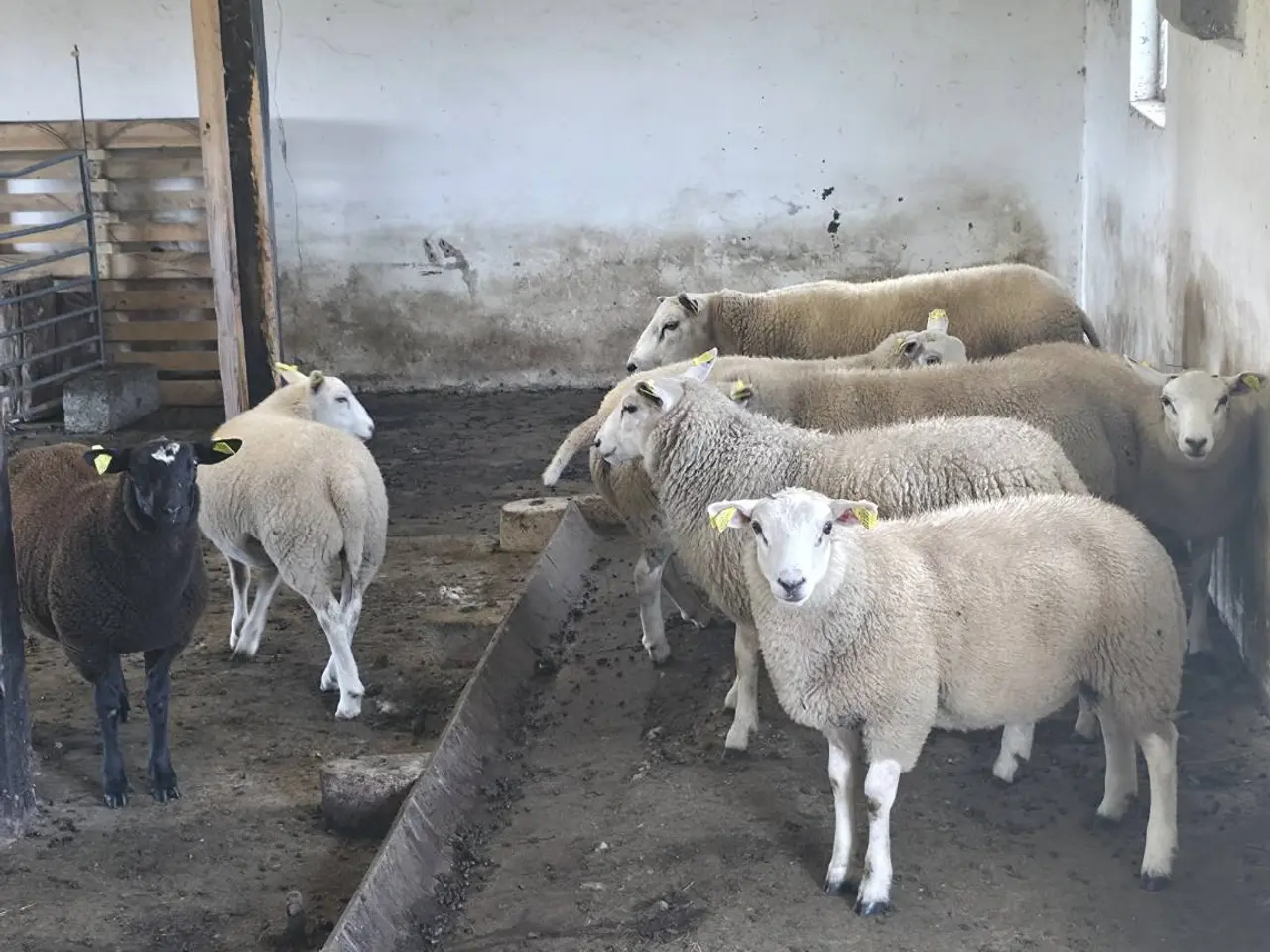 Billede 1 - Kraftige lam efter Texel-vædder med S-indeks 116