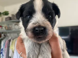 Samojede/schapendoes hvalpe🐾🩷