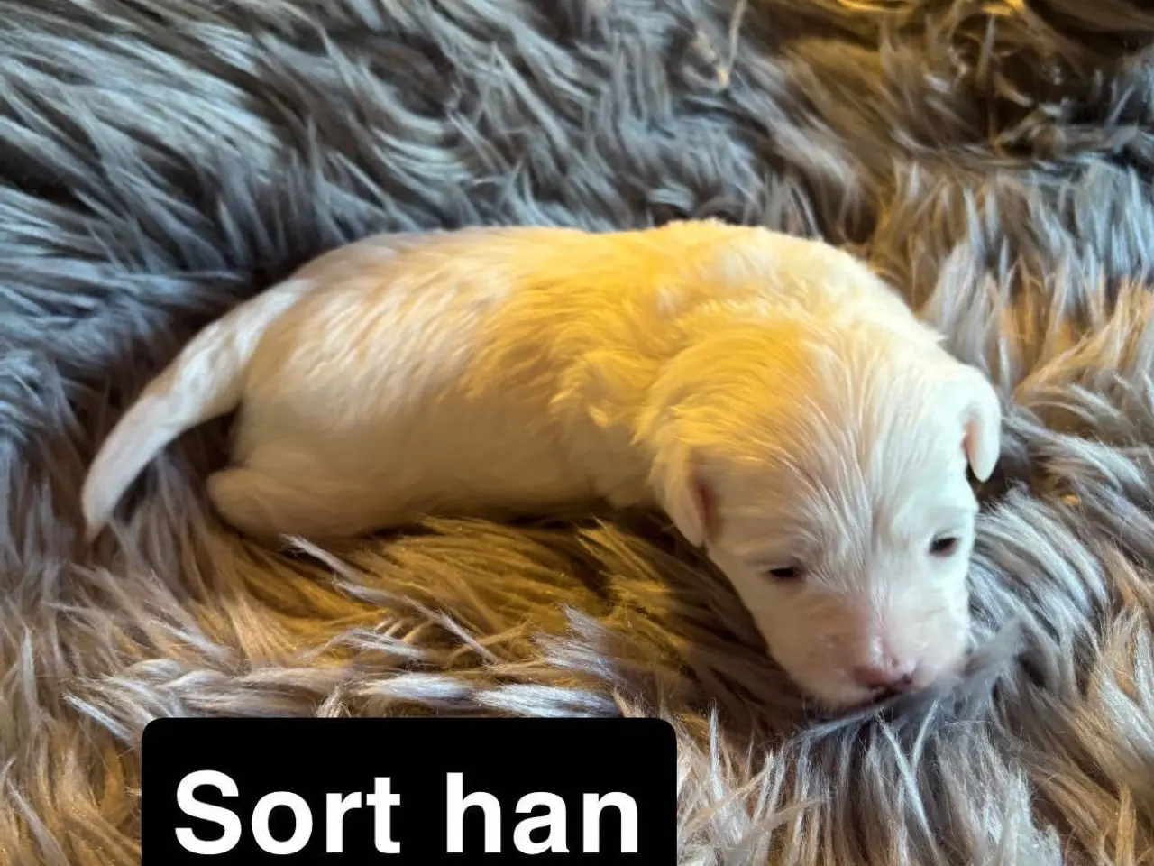 Billede 6 - 🐾Allergivenlige hvalpe søger kærlige hjem🐾