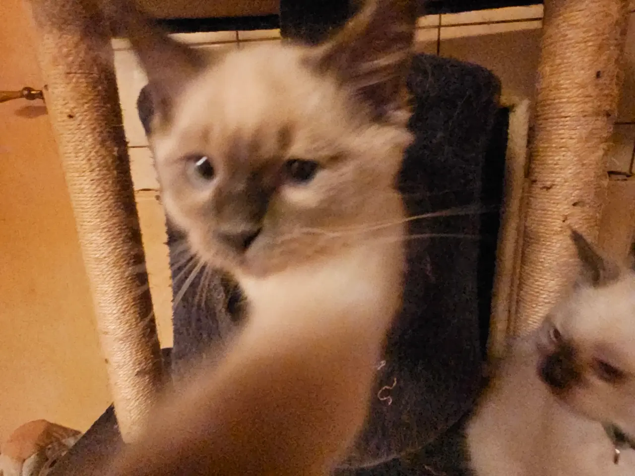 Billede 3 - Killinger Ragdoll / Hellig Birma.