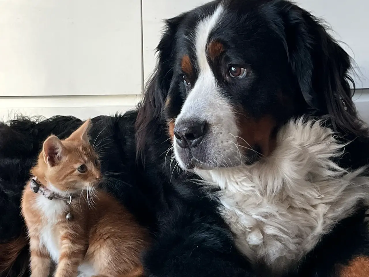Billede 11 - Maine Coon blandinger 