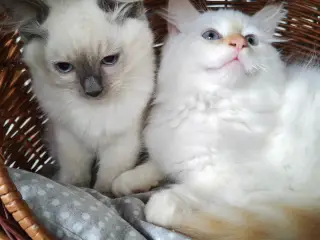 Ragdoll- 1 Rød'masket han og 1 Blå'masket hun