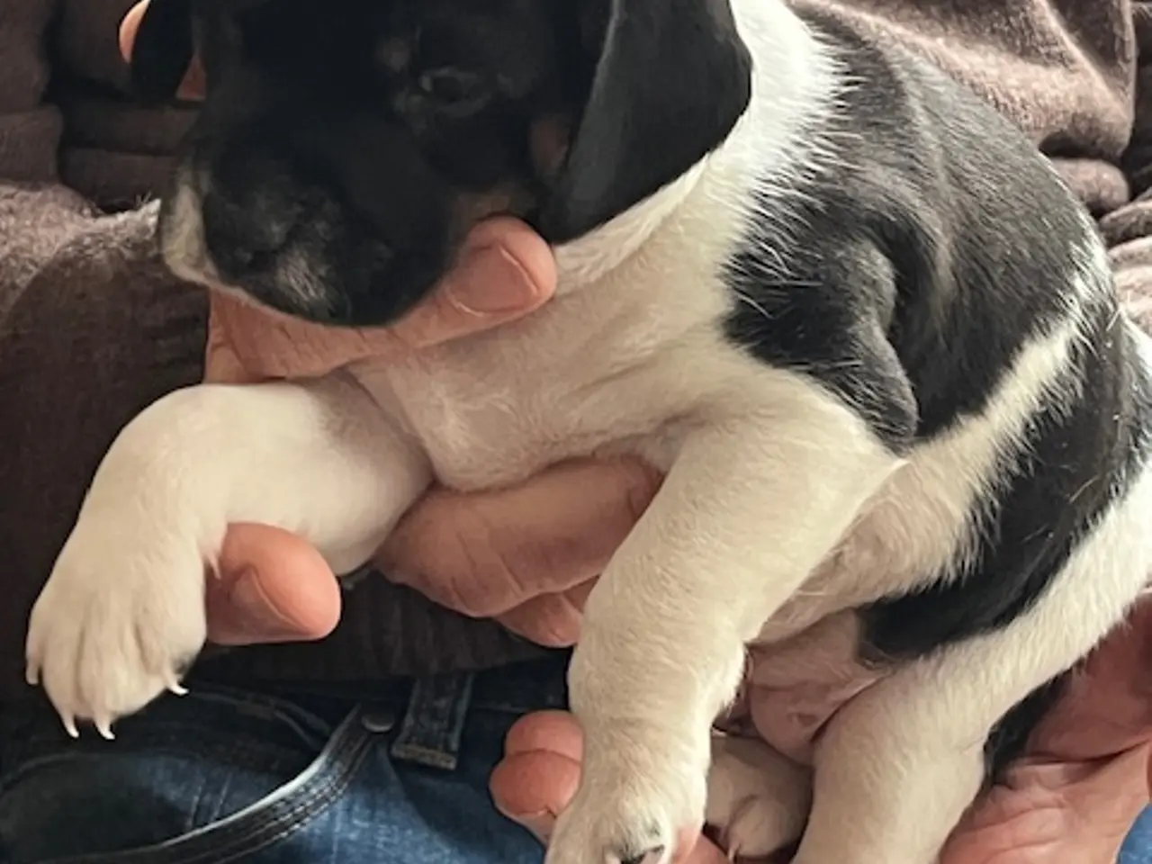 Billede 2 - Mest Dansk Svensk gårdhund.