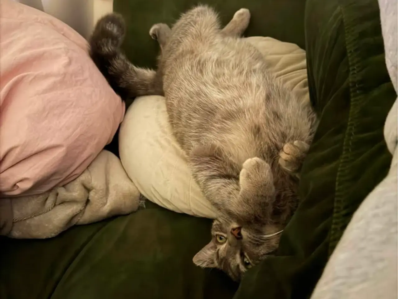 Billede 4 - Ragdoll/huskat dreng
