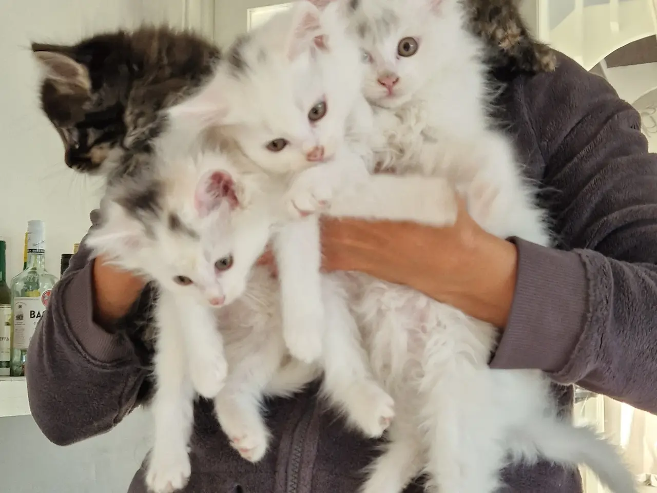 Billede 6 - 🐱❤️ 5 søde og tykke Norsk Skovkat-killinger