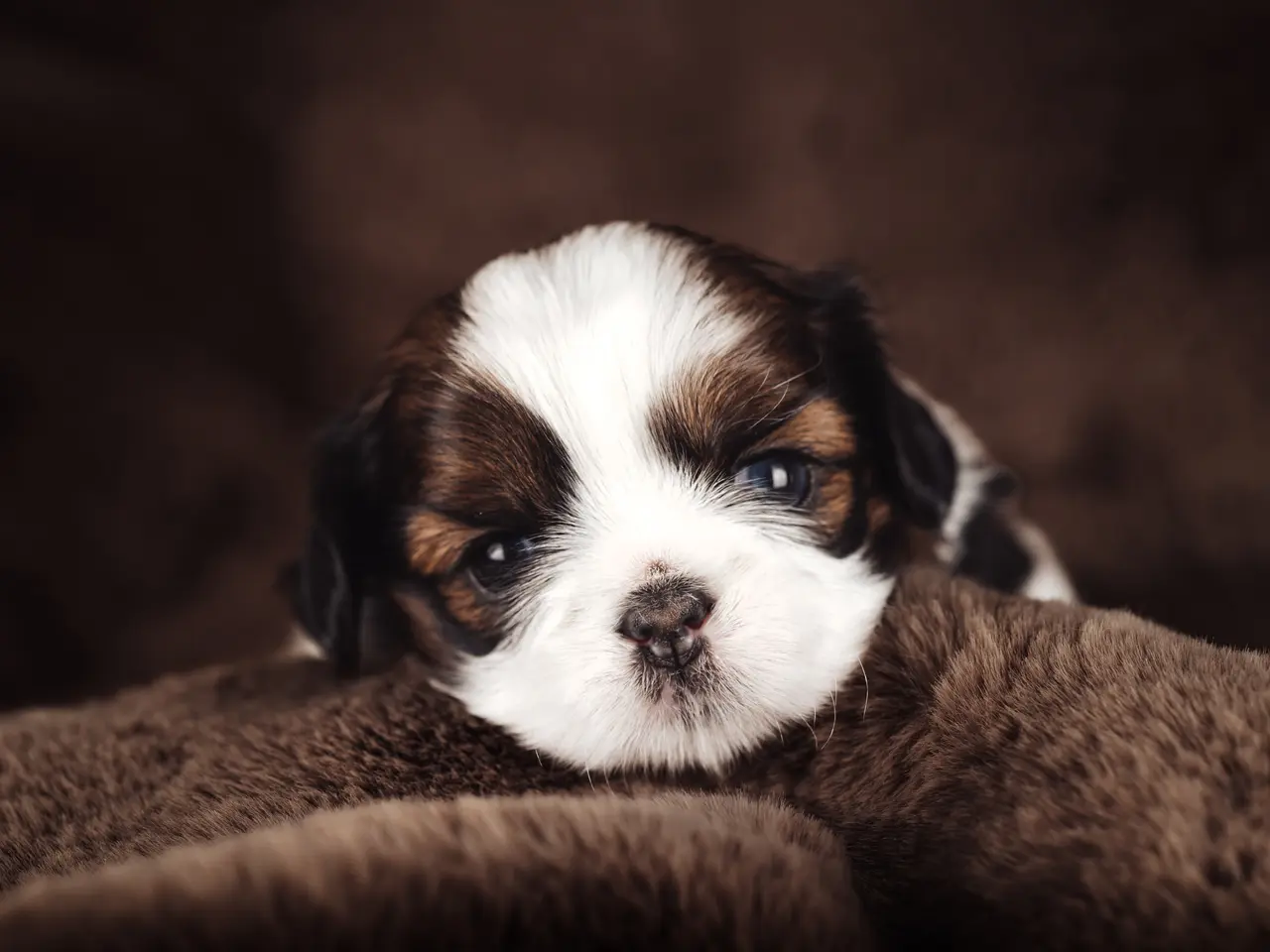 Billede 16 - Shih Tzu hundehvalpe søger nyt hjem (Tæver)
