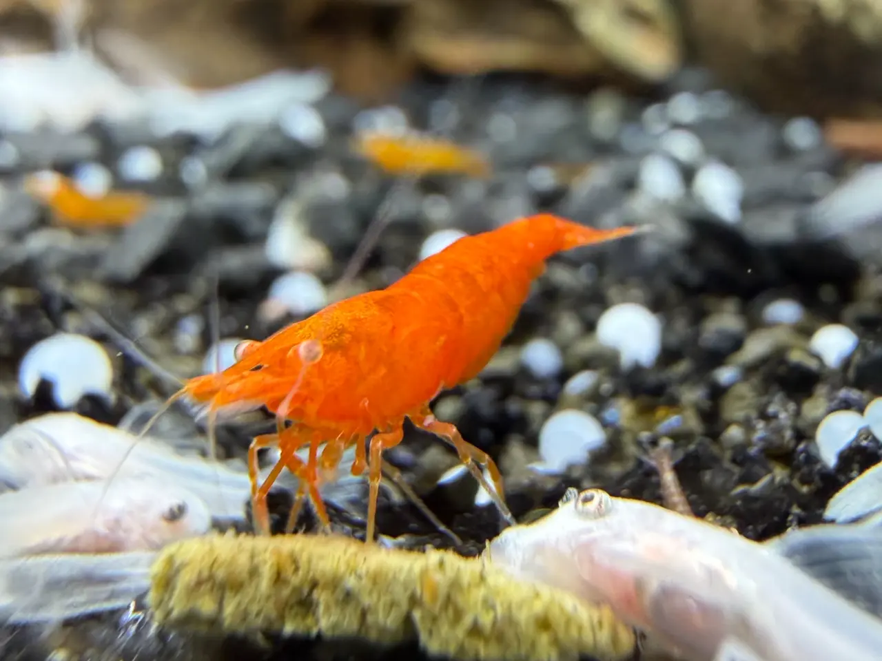 Billede 15 - 🧡 Orange Sakura Shrimp OE / Orange OE Neocaridina