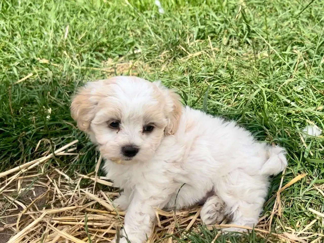 Billede 6 - Skønne hvalpe Pudel / Shih Tzu