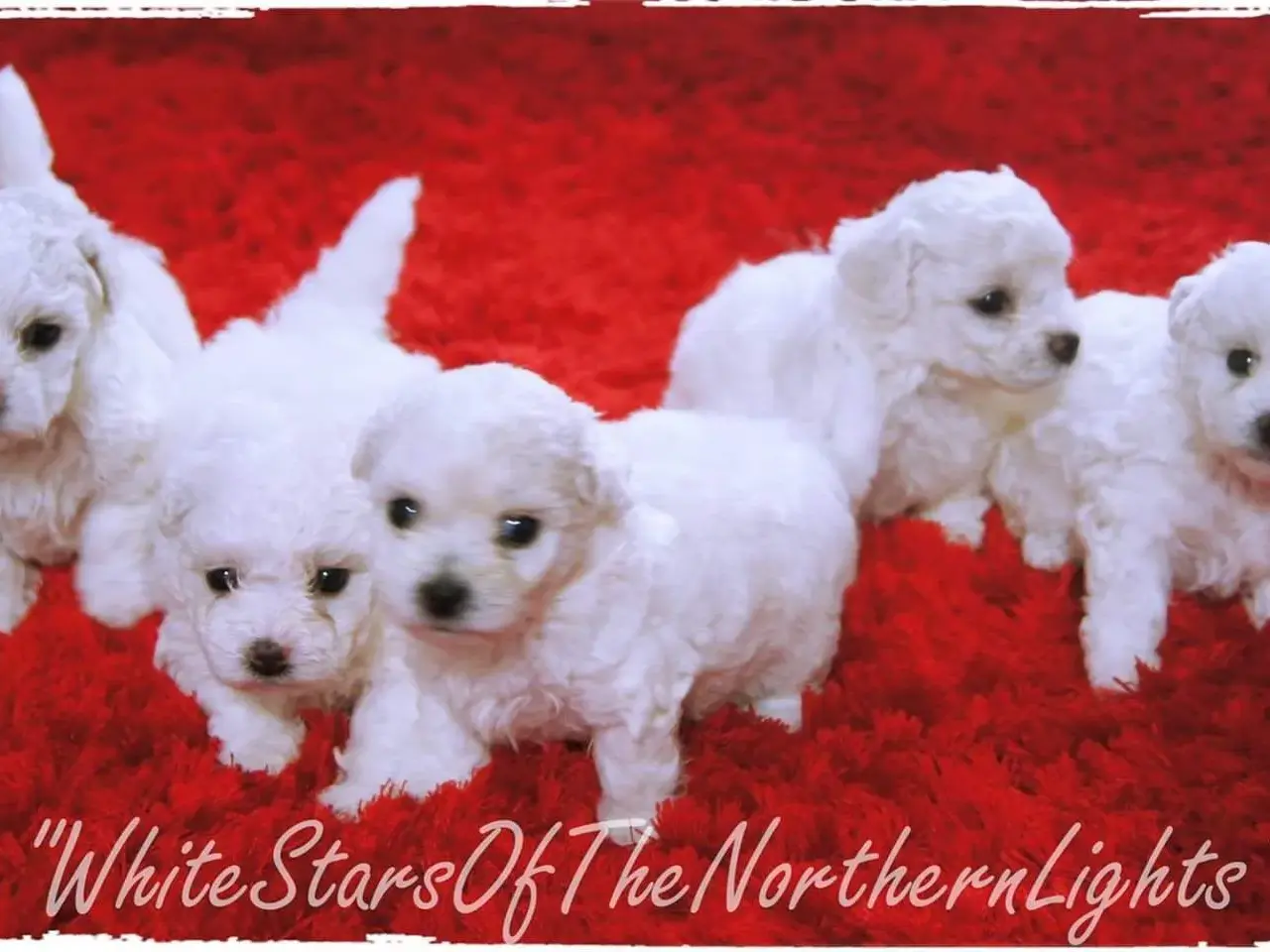 Billede 3 - Bichon Frise allergivenlige hvalpe