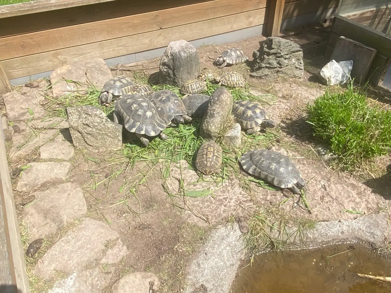 Billede 2 - Landskildpadde søger hjem