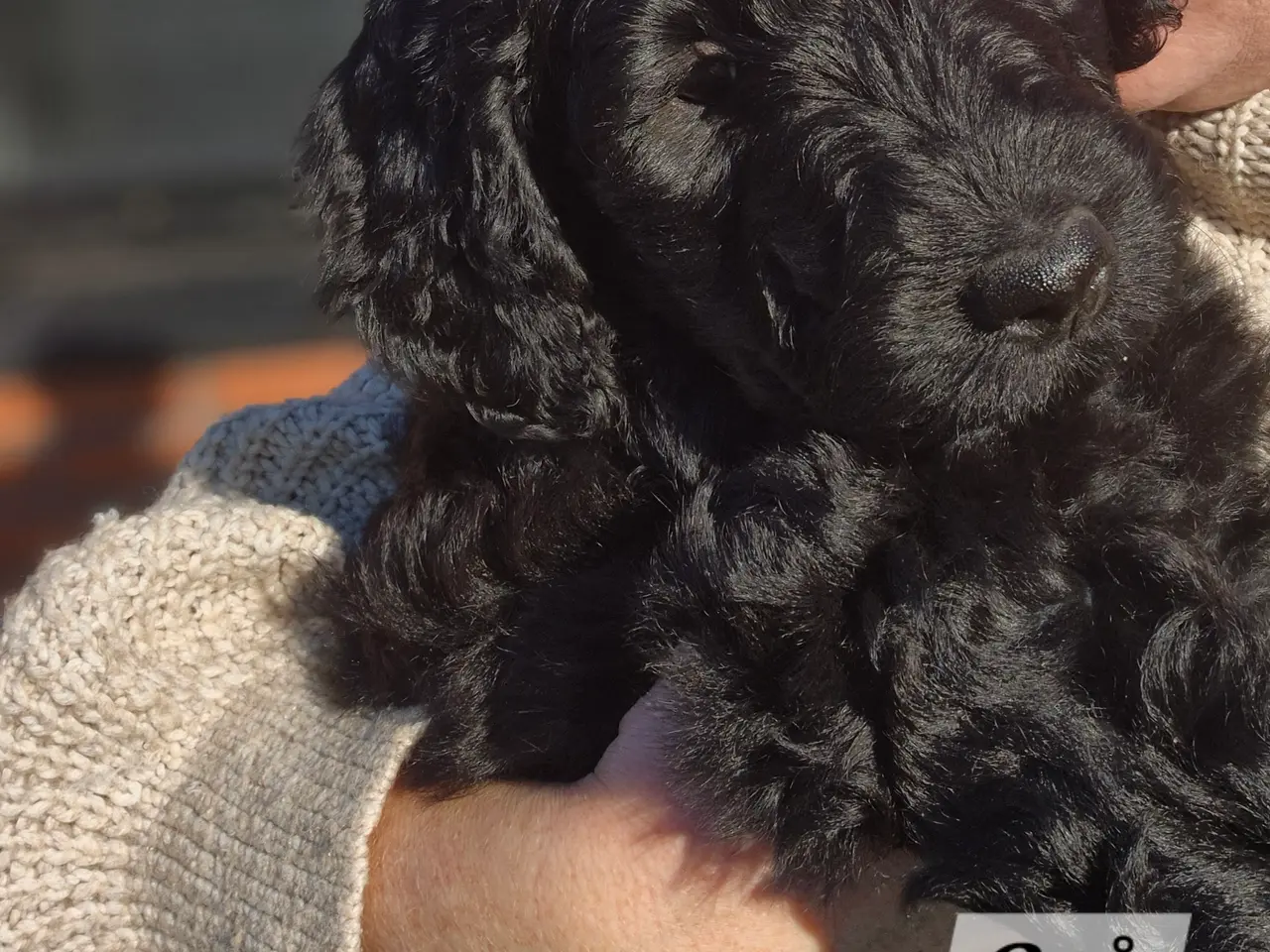 Billede 10 - F1B Labradoodle 