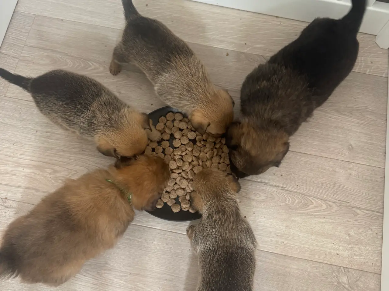 Billede 12 - Skønne små grav/pomeranian hvalpe