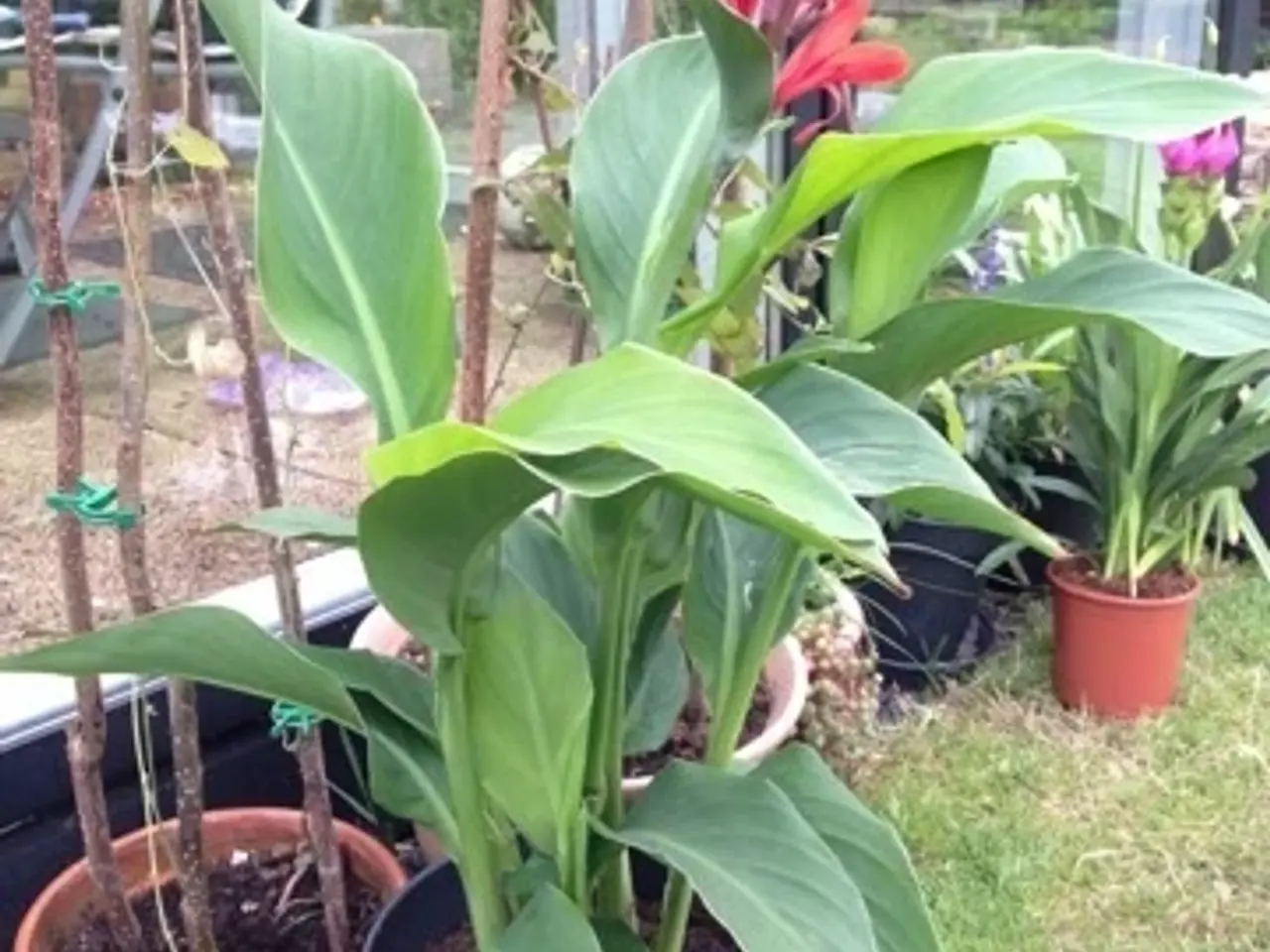 Billede 10 - 40 Canna Frø inkl. levering. Nemme at gro.
