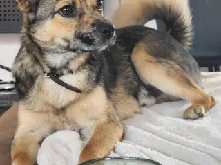 borderterrier og pommeraniemix 7 mdr