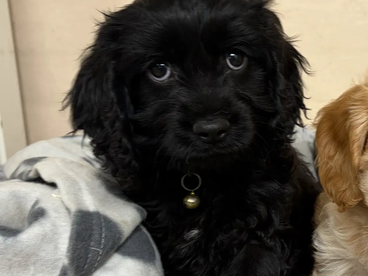Billede 6 - De smukkeste F1 Cavapoo babyer