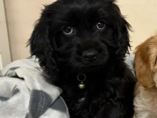 Den smukkeste F1 Cavapoo dreng tilbage