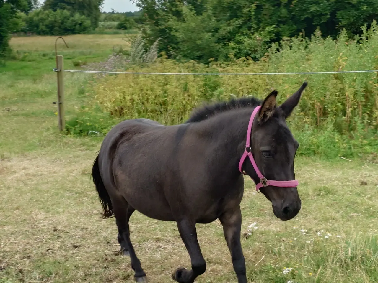 Billede 1 - Muldyr, søger nye græsgange og fold markker🐴