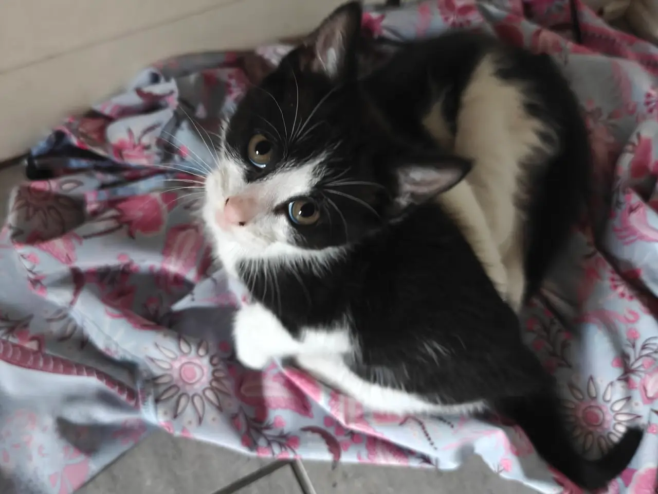 Billede 4 - Katte killinger 