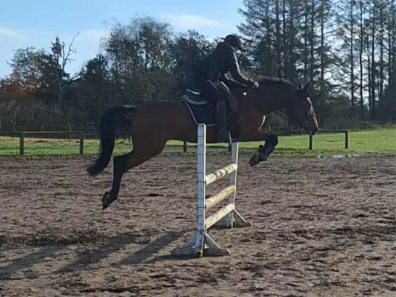 Billede 2 - Allround/Springhest til Salg