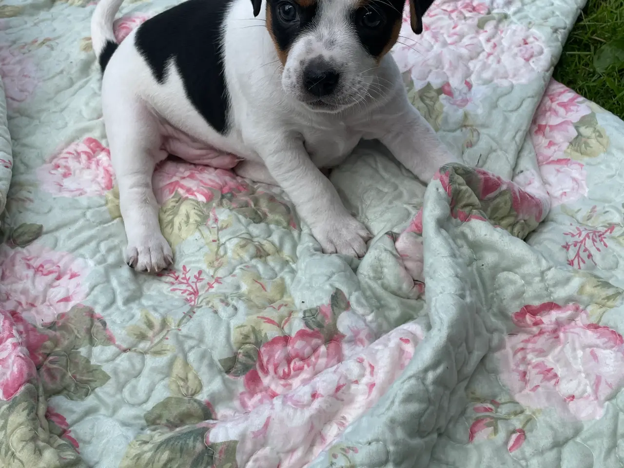Billede 3 - Dansk svensk gårdhund hvalpe