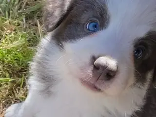 Border Collie stueopdræt hvalpe - 5