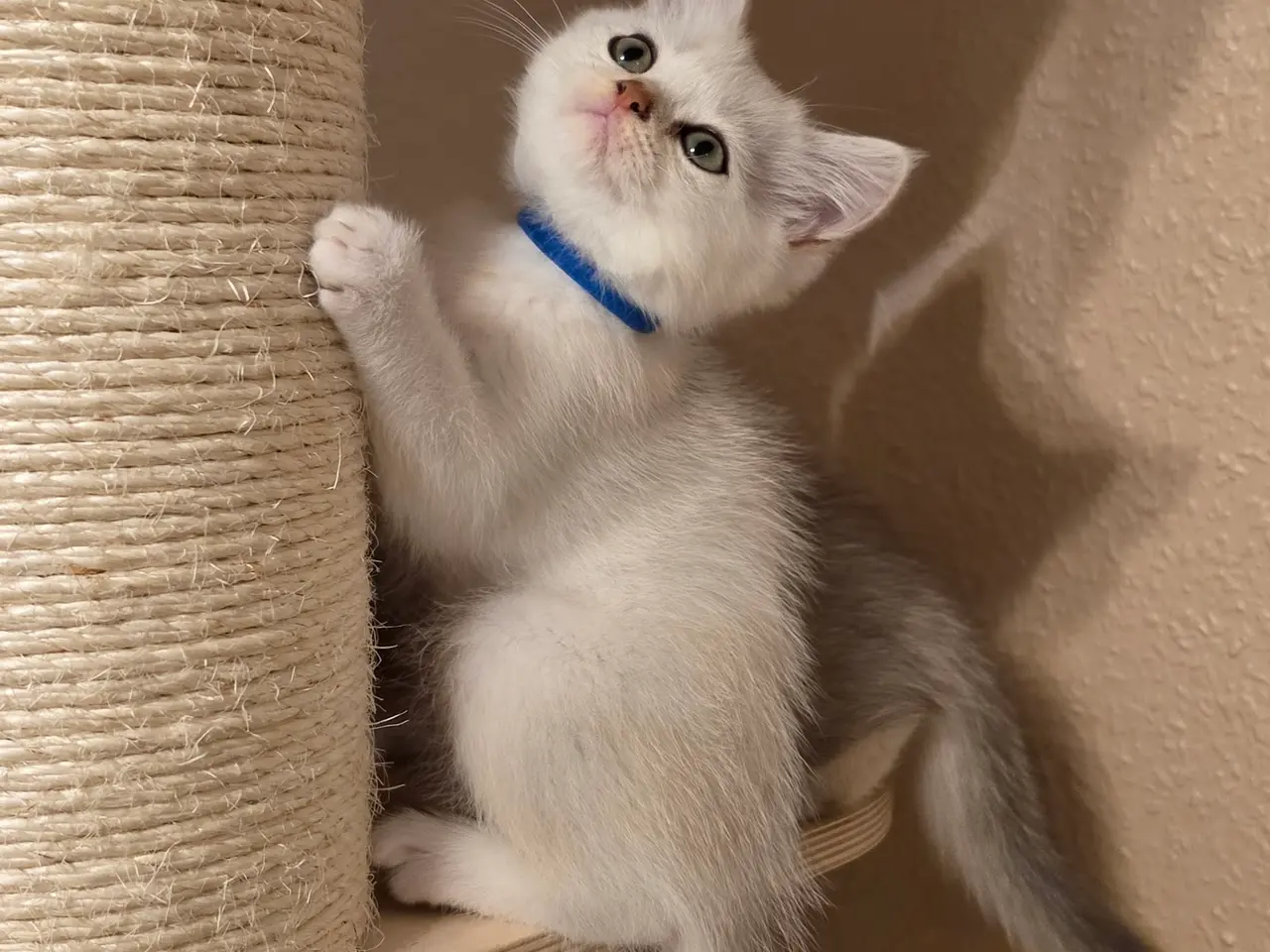 Billede 4 - 🐾❤️ Skønne killinger søger kærlige hjem ❤️🐾
