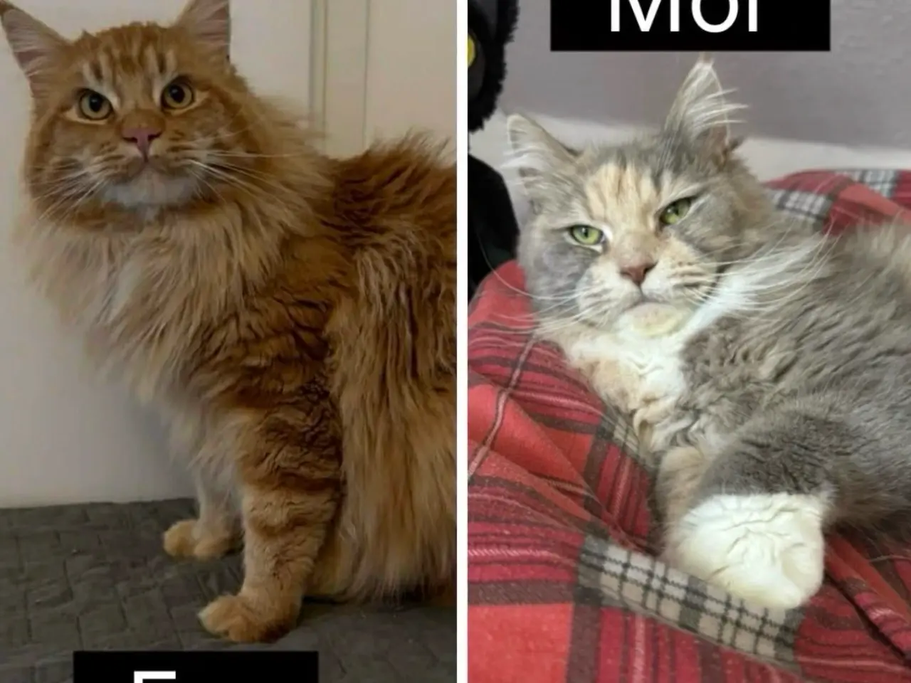 Billede 12 - Maine Coon killing