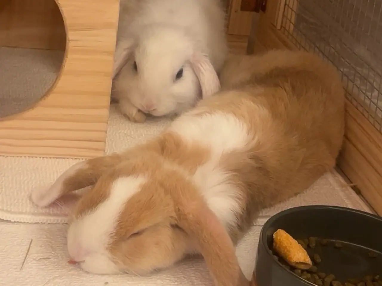 Billede 3 - Cute mini lop han