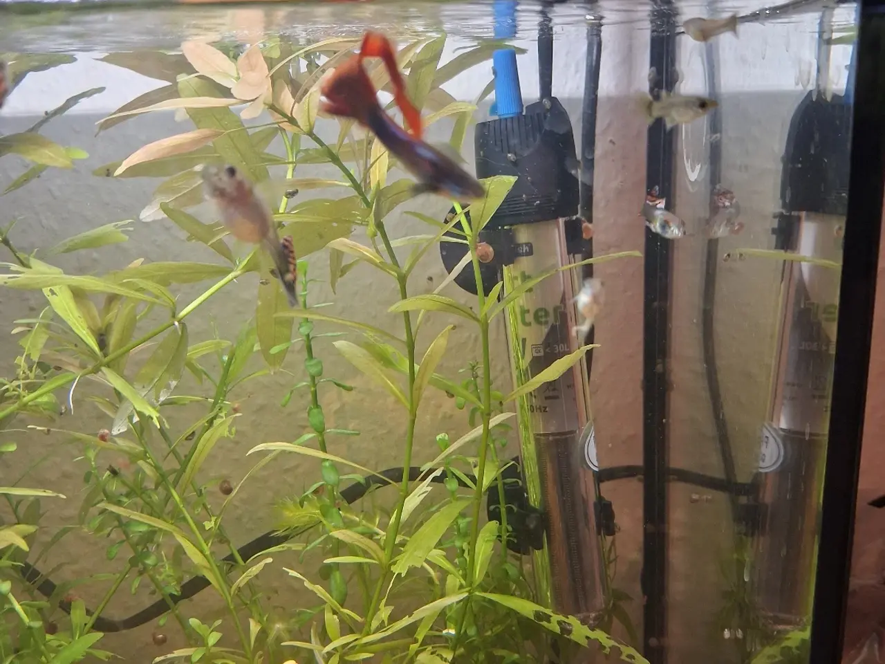 Billede 7 - Guppy mix han og hun