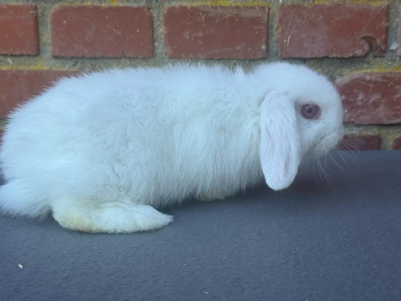 Billede 5 - Mini lop hun kanin