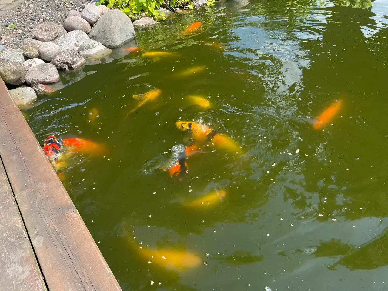 Billede 12 - Koi karper 20 til 45 cm