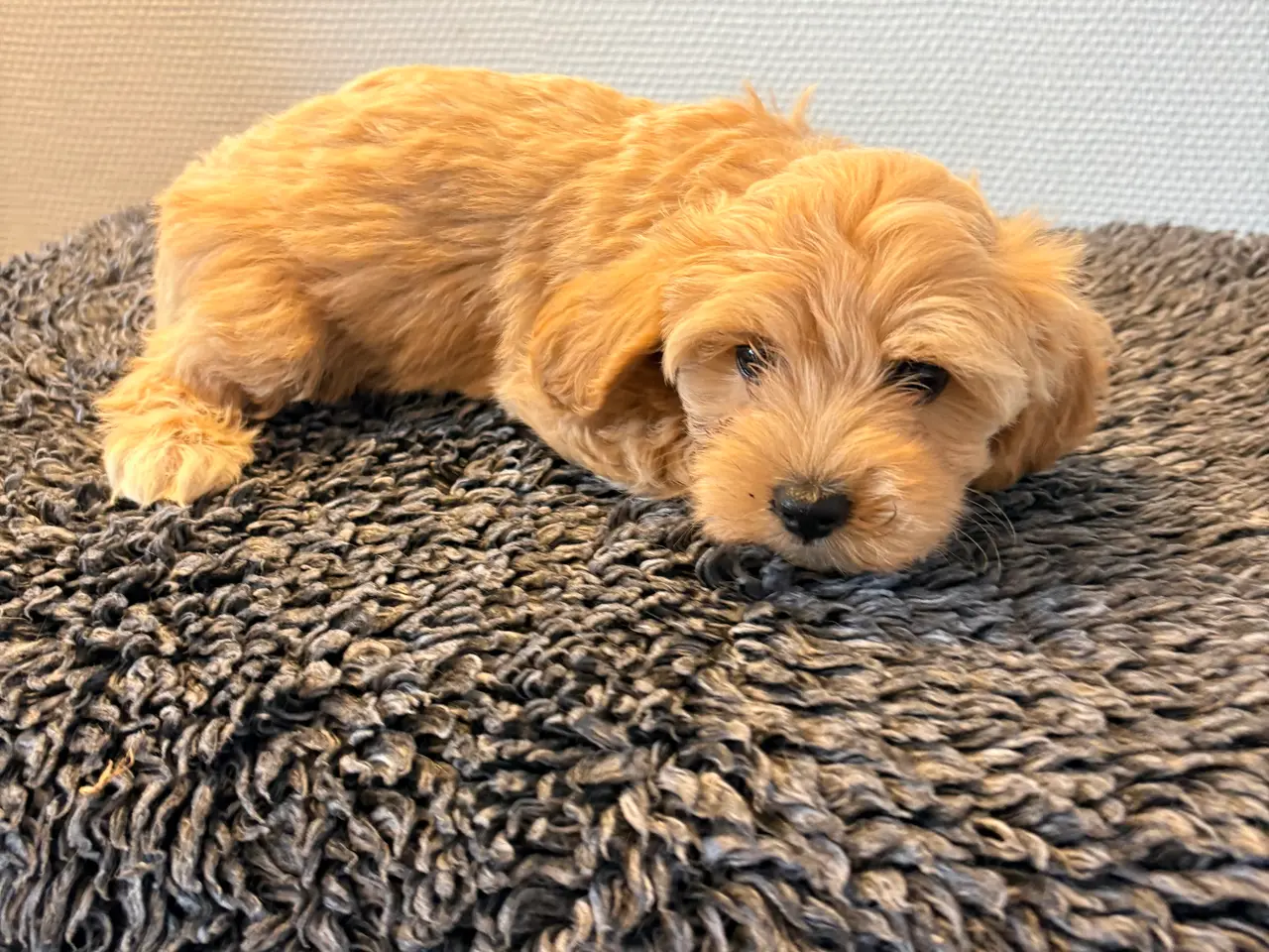 Billede 7 - Maltipoo