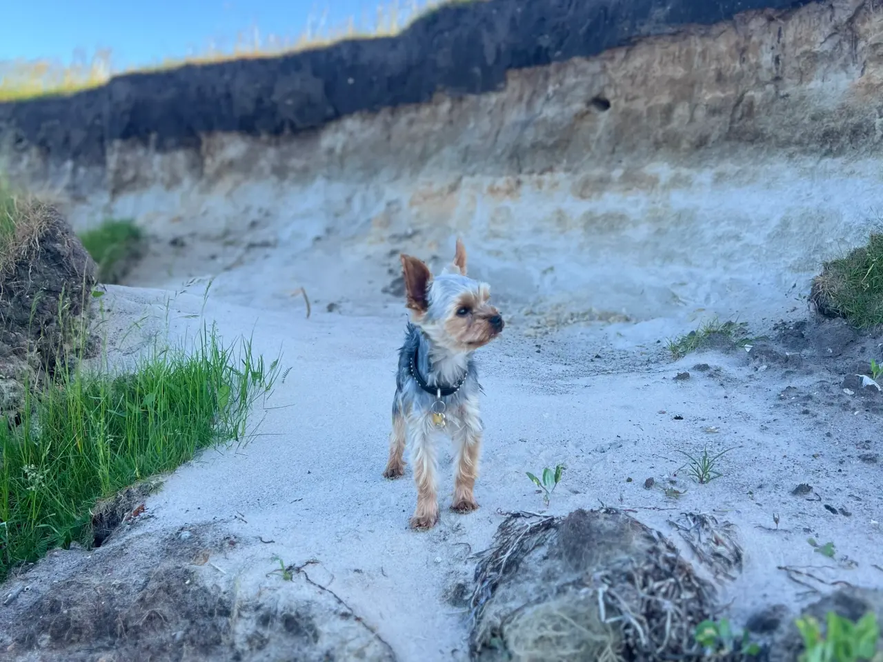 Billede 4 - Lille yorkshire terrier han udbydes til avl