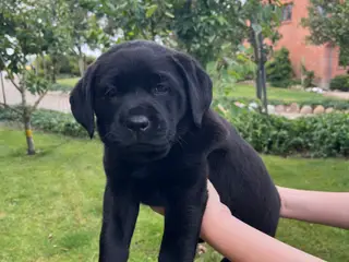 Labrador hvalpe