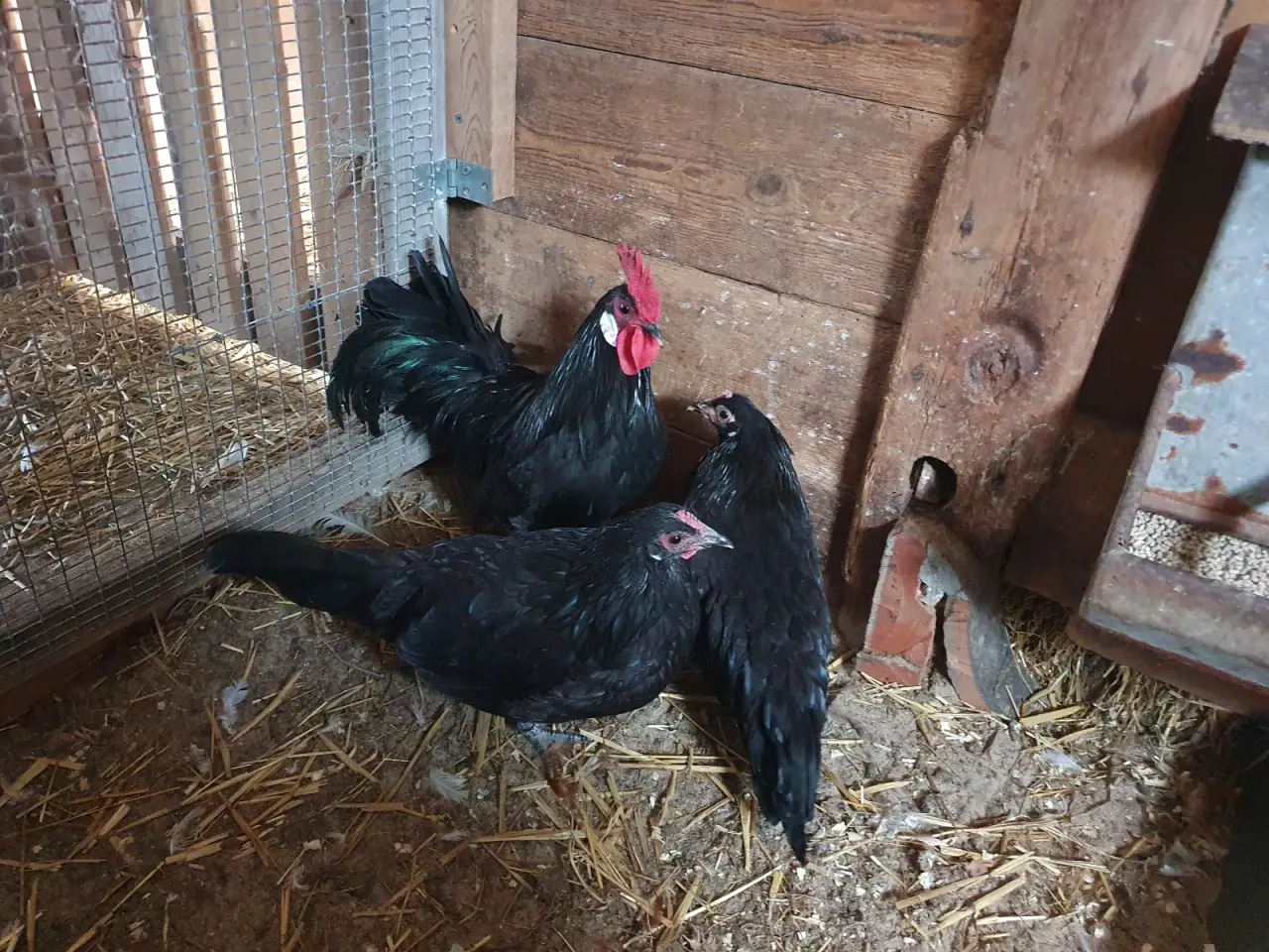Billede 2 - Havehøns