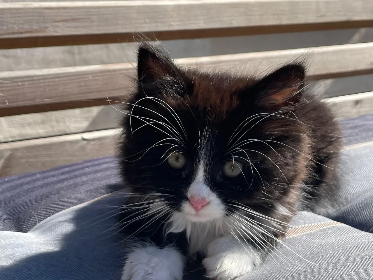 Billede 1 - Killinger Ragdoll/Ragamuffin