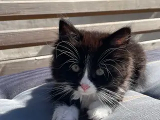 Killinger Ragdoll/Ragamuffin