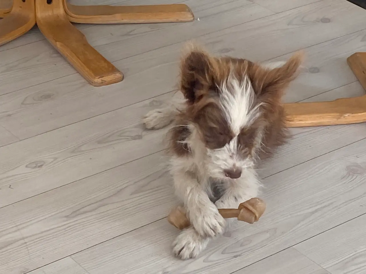 Billede 14 - Border Collie/ Chinese crested Powder puff