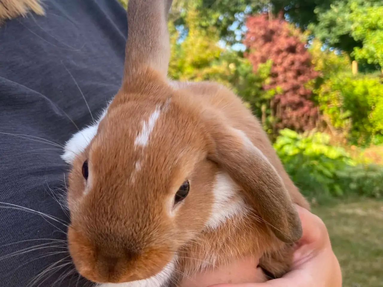 Billede 8 - Smuk lille pige kanin🥕