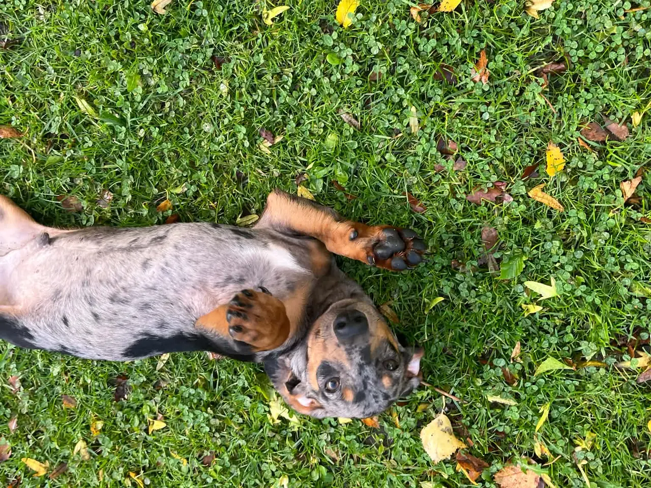 Billede 2 - Flotte korthåret gravhundehvalpe rød og blå merle