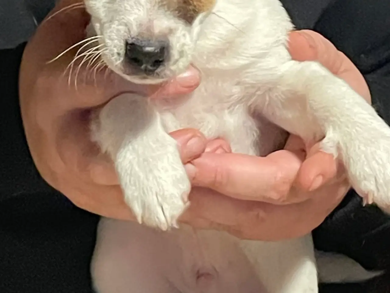 Billede 5 - Jack Russell Hvalpe - Glathåret - DKK stamtavle