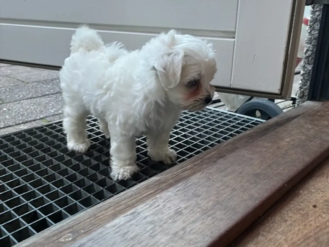 Billede 5 - 🐶💕 2 SKØNNE BICHON FRISÉ PIGEHVALPE